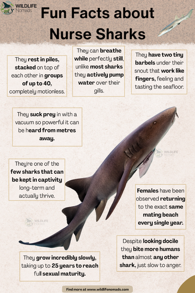 Fun-Facts-about-Nurse-Sharks-infographic.webp Fun Facts about Nurse Sharks infographic