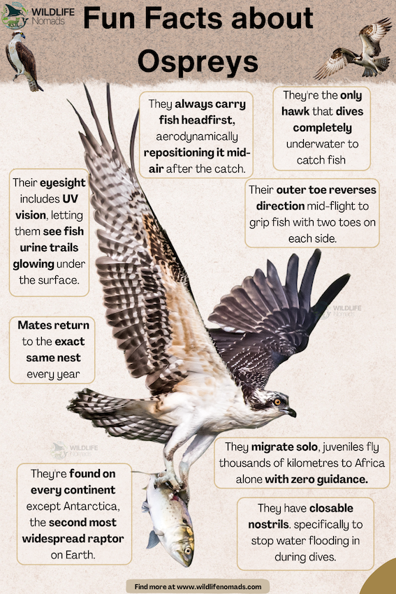 Fun-Facts-about-ospreys.webp Fun Facts aboutOspreys infographic