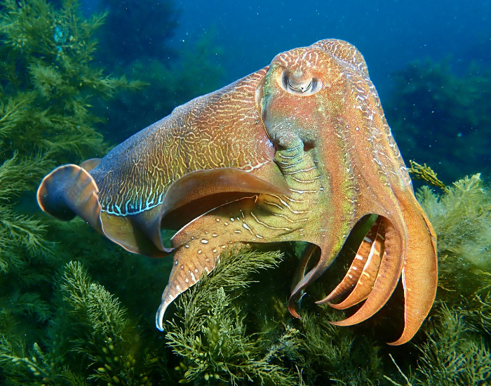 Giant-Australian-Cuttlefish-Sepia-apama.webp close up of a Giant Australian Cuttlefish