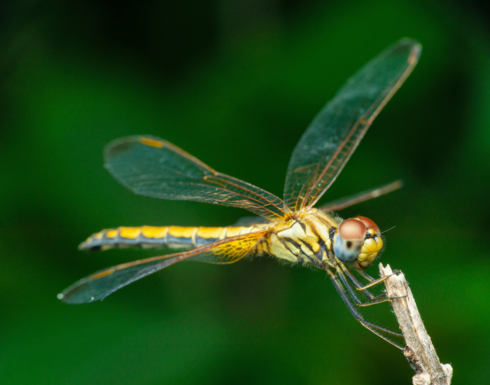 Globe-Skimmer-Pantala-flavescens.webp Globe Skimmer dragonfly close up