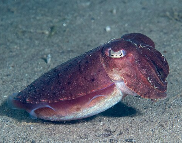 Golden-Cuttlefish-Sepia-esculenta.webp Golden Cuttlefish on the ocean floor