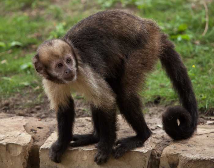 Golden-bellied-Capuchin-Sapajus-xanthosternos-2.webp Golden-bellied Capuchin standing still in captivity