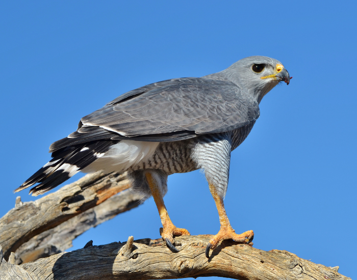 close up of a Gray Hawk