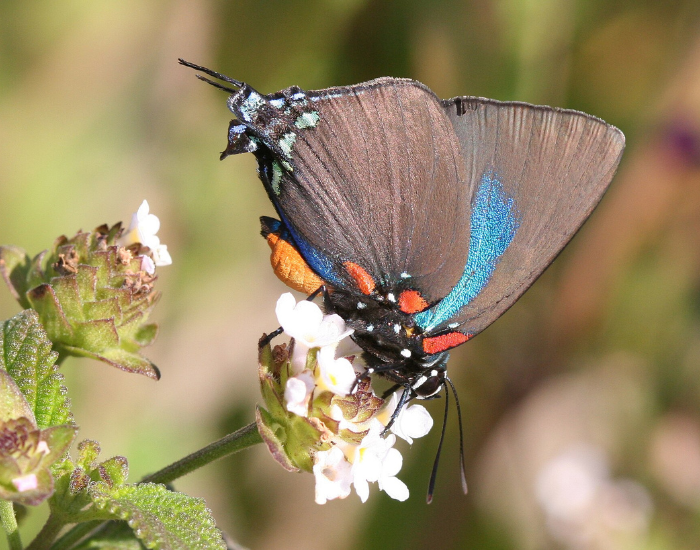 Great-Purple-Hairstreak-Atlides-halesus.webp close up of a Great Purple Hairstreak butterfly