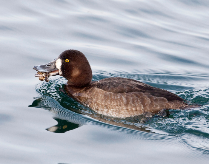 Greater-Scaup-Aythya-marila.webp Greater Scaup swimming with animal in its mouth