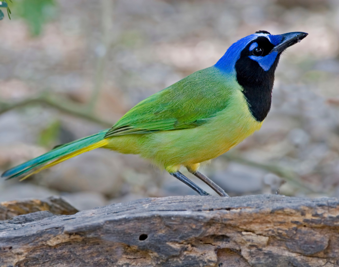 Green-Jay-Cyanocorax-yncas.webp Green Jay on the ground looking up