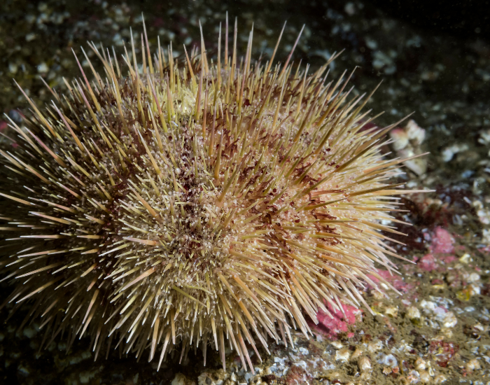 Green-Sea-Urchin-Strongylocentrotus-droebachiensis.webp close up of a Green Sea Urchin