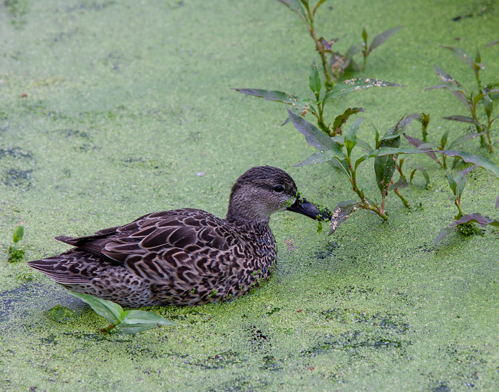 Green-winged-Teal-Anas-crecca.webp Green-winged Teal swimming in pond