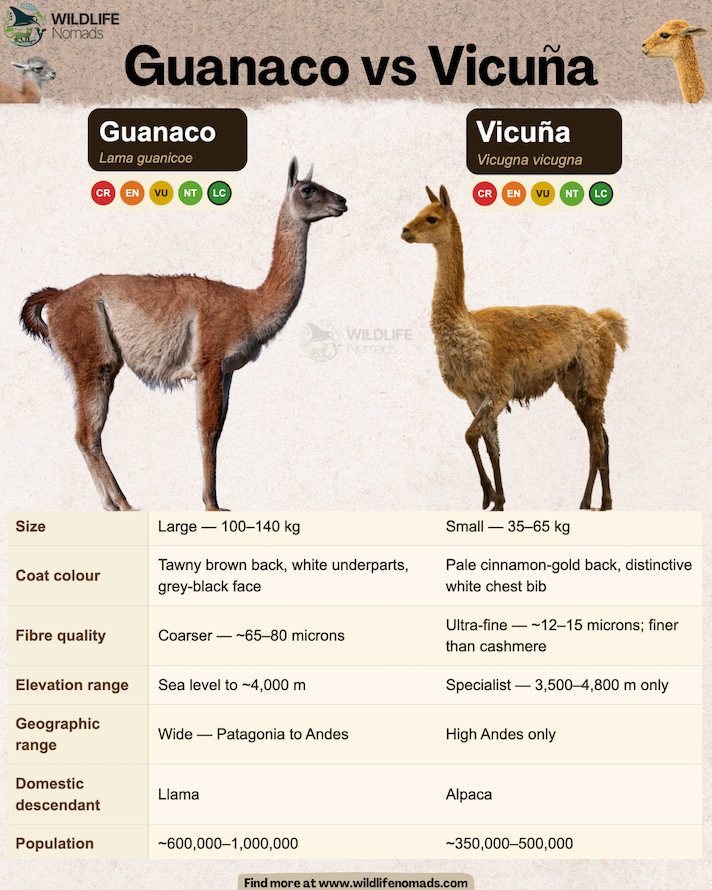  Guanaco vs Vicuña infographic comparing both of them