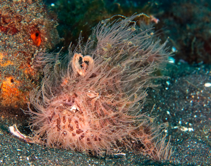 Hairy-Frogfish-Antennarius-striatus.webp Hairy Frogfish at the bottom of the ocean