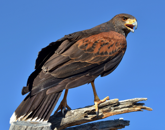 Harris's Hawk standing on a wooden log