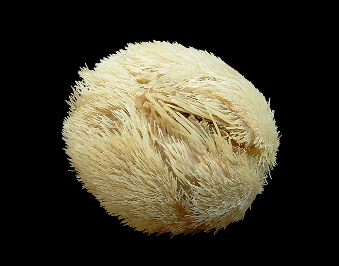 Heart-Urchin-Echinocardium-cordatum.webp Heart Urchin with black background