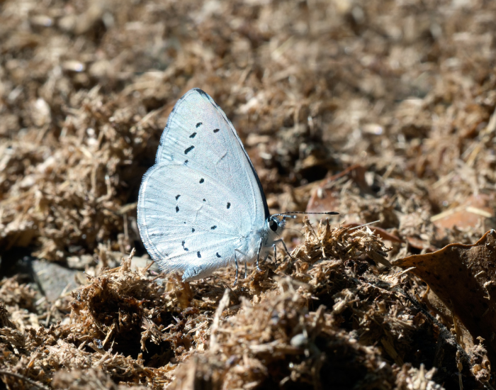 Holly-Blue-Celastrina-argiolus.webp Holly Blue butterfly on the ground