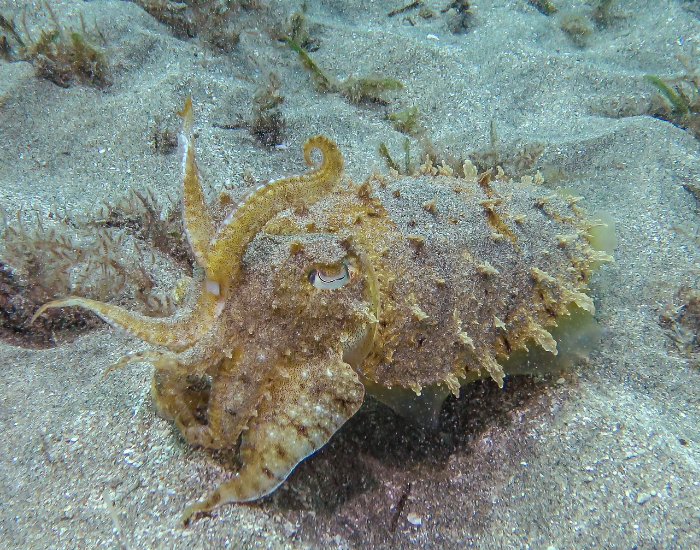Hooded-Cuttlefish-Sepia-prashadi.webp Hooded Cuttlefish close up on the ocean floor