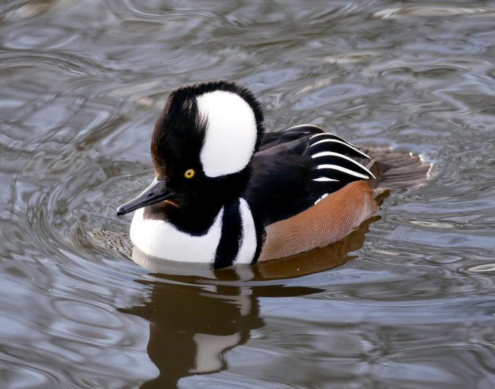 Hooded-Merganser-Lophodytes-cucullatus.webp Hooded Merganser swimming in a wate rfeature