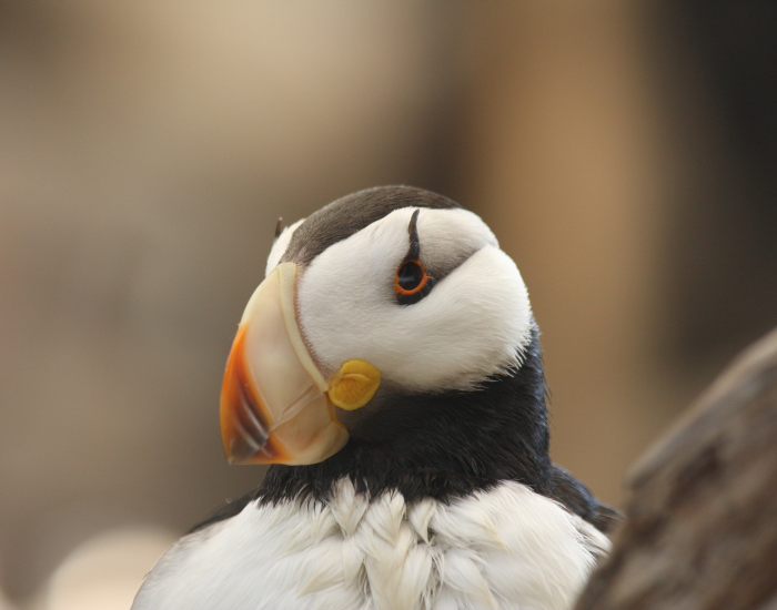Horned-puffin.webp Horned puffin close up