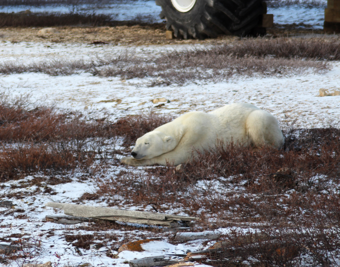 Hudson-Bay-polar-bear.webp a polar bear sleeping in Hudson Bay