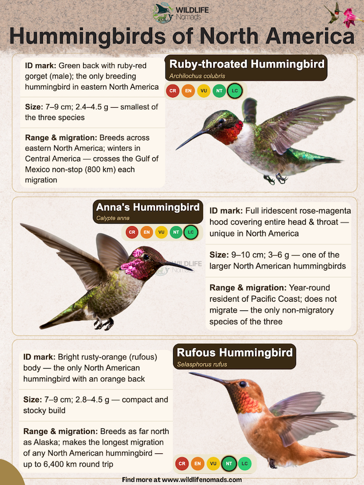 Hummingbirds-of-North-America-infographic-by-wildife-nomads.webp Hummingbirds of North America infographic showing 3 species