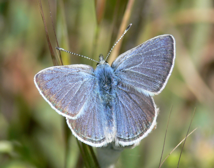 Icaricia-icarioides-missionensis.webp mission blue butterfly clos eup