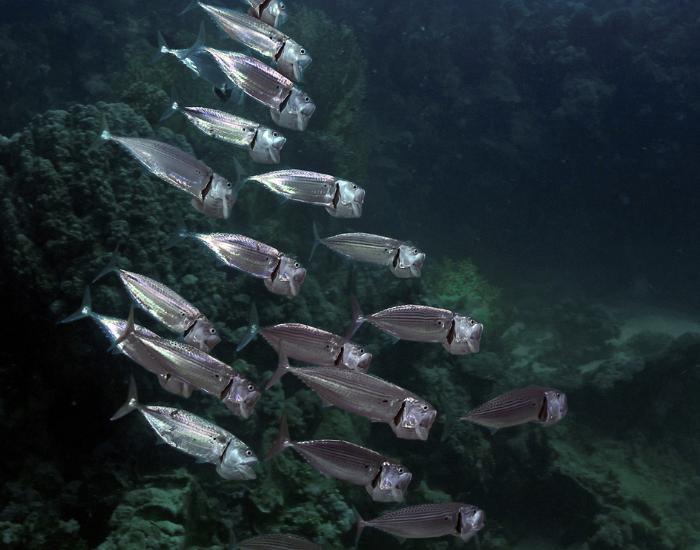 Indian-Mackerel-Rastrelliger-kanagurta.webp school of Indian Mackerel fish swimming