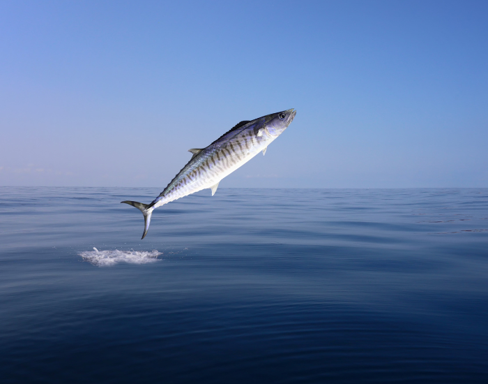 Indo-Pacific-King-Mackerel-Scomberomorus-guttatus.webp Indo-Pacific King Mackerel jumping on the ocean surface