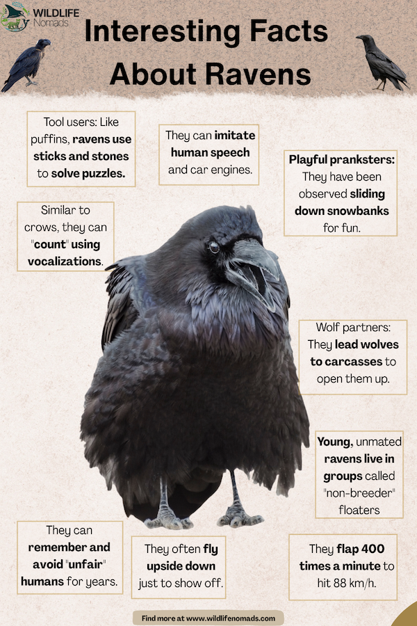 Interesting Facts About Ravens infographic