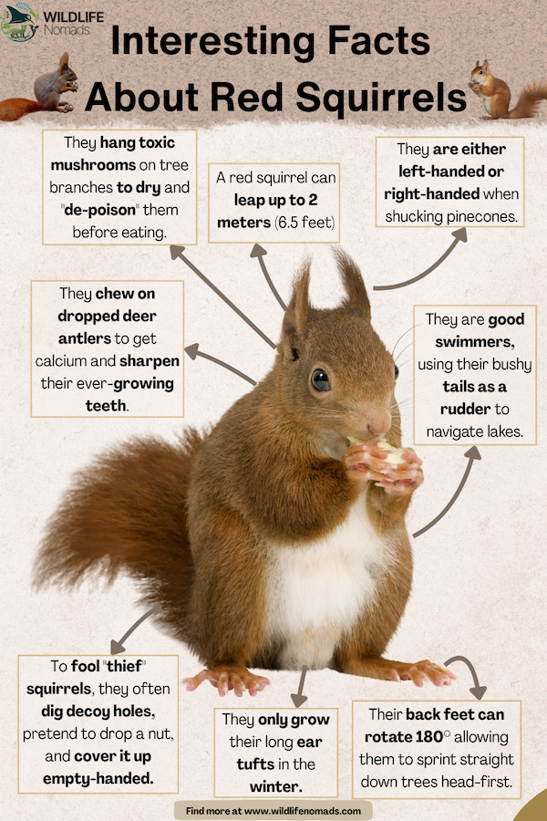 Interesting-Facts-About-Red-Squirrels.webp Interesting Facts About Red Squirrels infographic