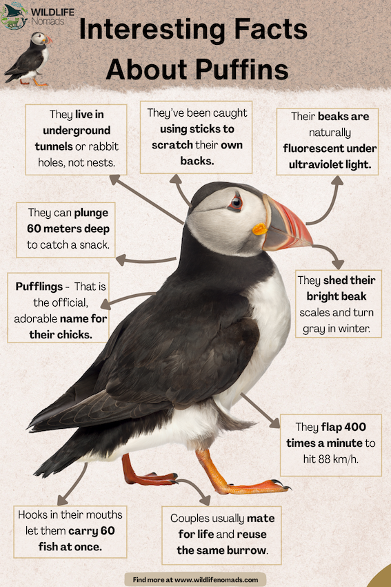 Interesting-Facts-About-puffins.webp Interesting Facts About Puffins infographic