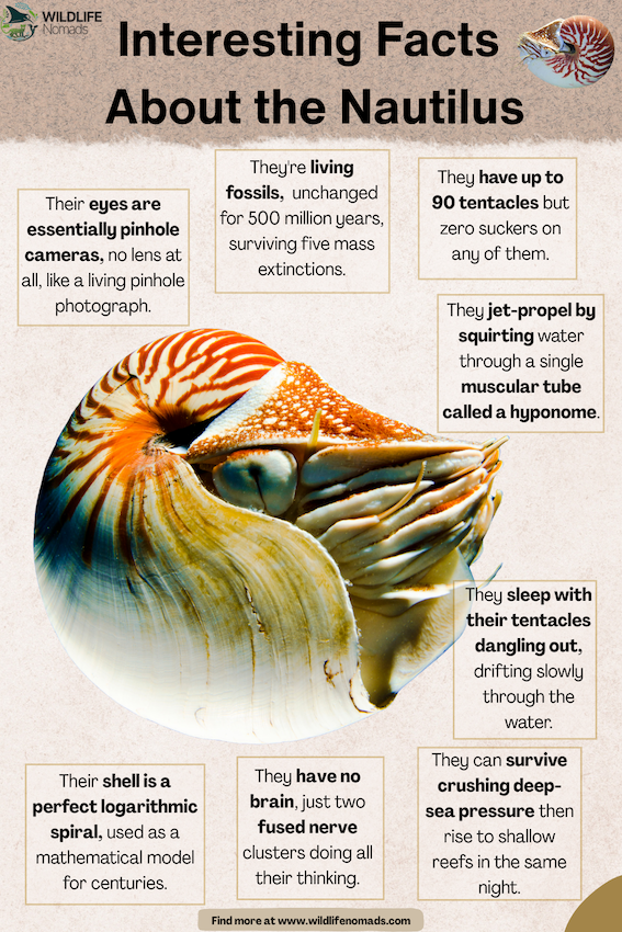 Interesting Facts  About the Nautilus infographic