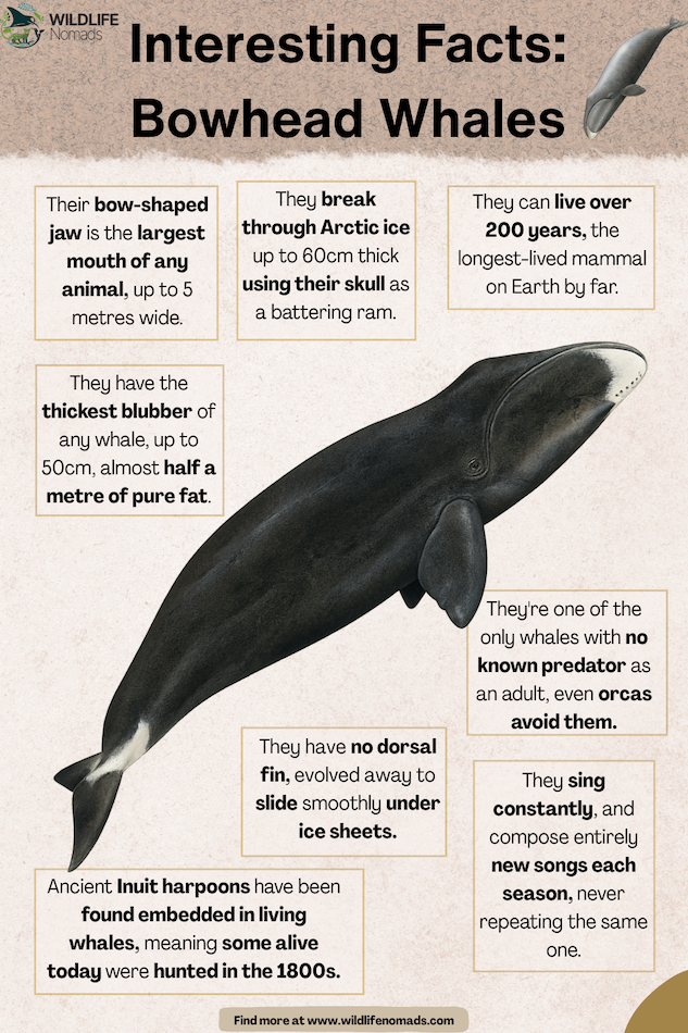 Interesting-Facts-Bowhead-Whales.webp Interesting Facts Bowhead Whales infographic