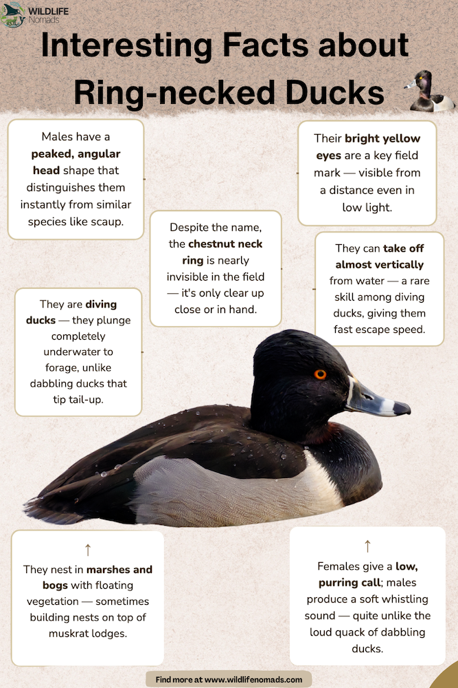 Interesting-Facts-about-Ring-necked-Ducks.webp Interesting Facts about Ring-necked Ducks infographic