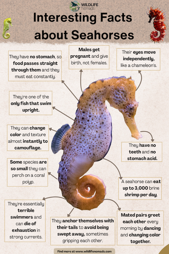 Interesting-Facts-about-seahorses-by-wildlife-nomads.webp Interesting Facts about seahorses by wildlife nomads