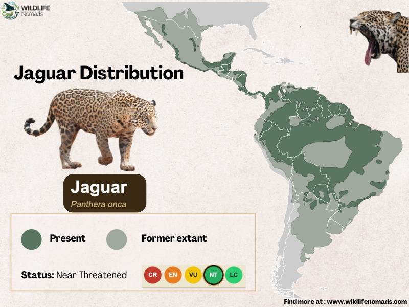 Jaguar distribution mao in south america
