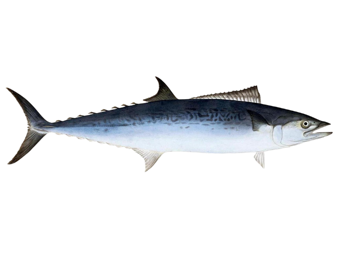 Japanese-Spanish-Mackerel-Scomberomorus-niphonius.webp Japanese Spanish Mackerel illustration with white background