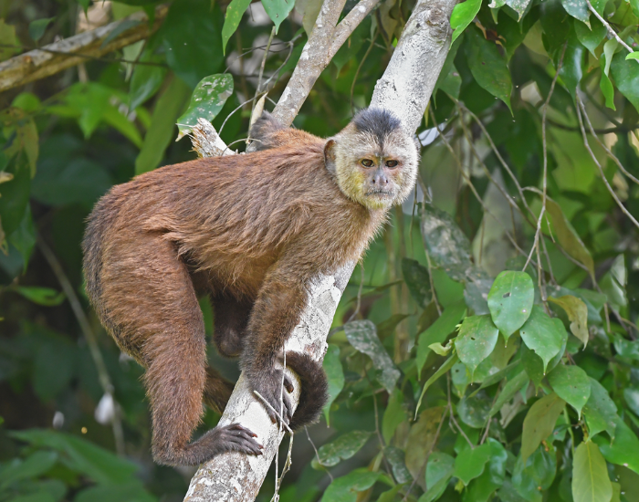 Kaapori-Capuchin-Cebus-kaapori.webp Kaapori Capuchin in the wild