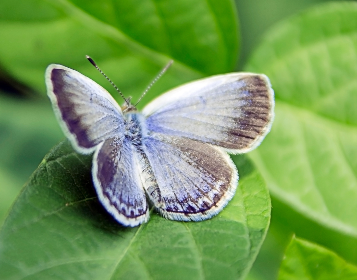 Karner-Blue-Lycaeides-melissa-samuelis.webp close up of a Karner Blue in it habitat