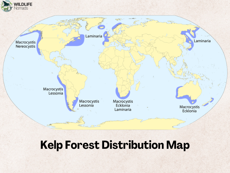Kelp-forest-distribution-map.webp distribution maps of kelp forests