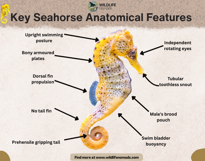 Key-Seahorse-Anatomical-Features-.webp Infographic showing the key characteristics of seahorses