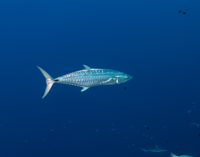 King-Mackerel-Scomberomorus-cavalla.webp King Mackerel alone swimming