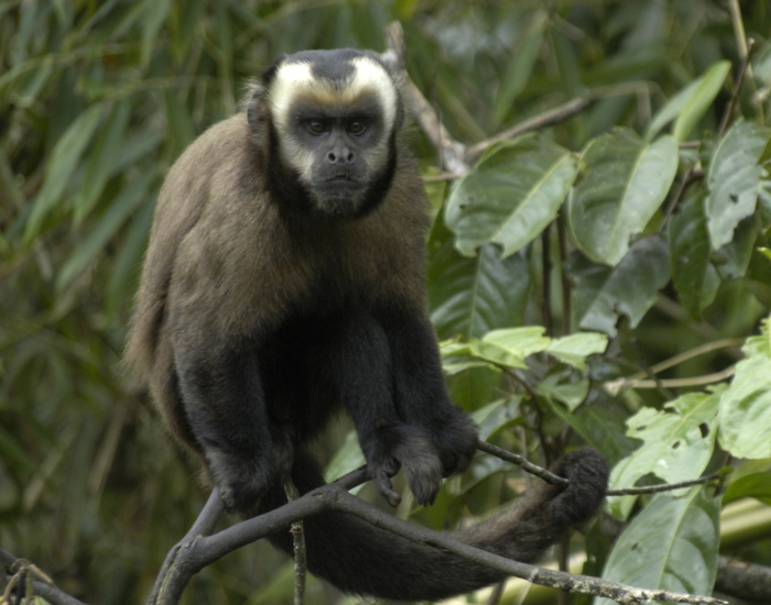 Large-headed-Capuchin-Sapajus-macrocephalus.webp Large-headed Capuchin in the wild on a tree