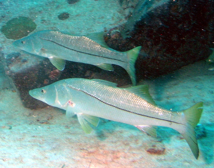 common-snook.webp common Snook (Centropomus undecimalis) fish underwater