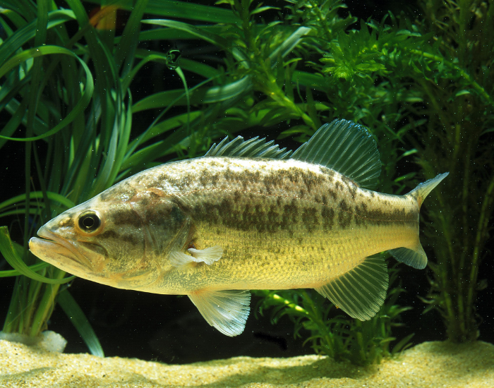 Largemouth-Bass-Micropterus-salmoides.webp Largemouth Bass underwater