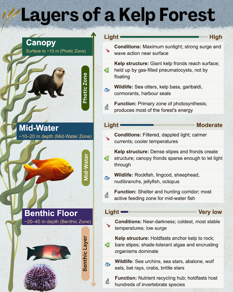 Layers-of-a-Kelp-Forest-infographic-by-wildlife-nomads.webp Layers of a Kelp Forest infographic showing main charactiristics
