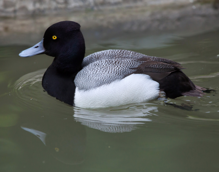 Lesser-Scaup-Aythya-affinis.webp Lesser Scaup swimming