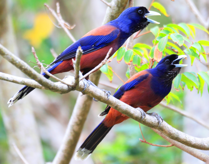 Lidth's Jay couple in a tree