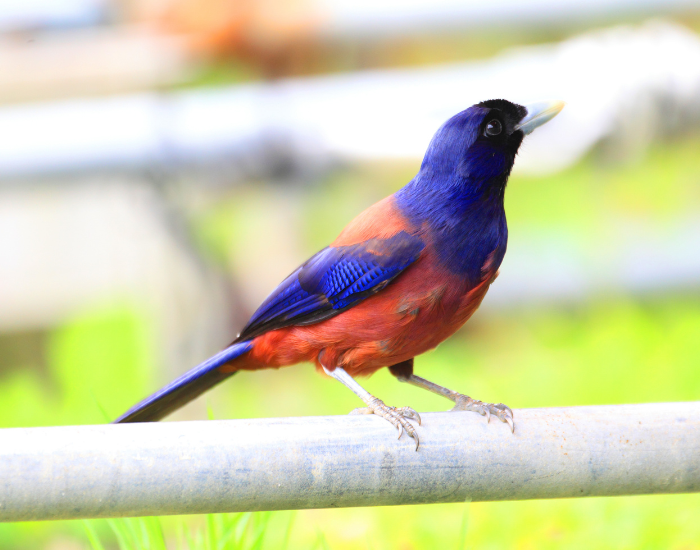 Lidths-Jay-Garrulus-lidthi.webp Lidth's bird with blue and red colours standing on a balcony
