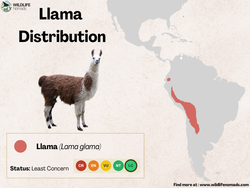 Llama-Distribution-map-by-wildlife-nomads.webp llama distribution map