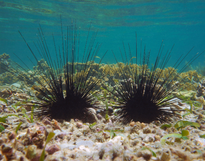 Long-Spined-Black-Sea-Urchin-Diadema-antillarum.webp two Long-Spined Black Sea Urchins underwater
