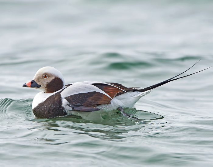 Long-tailed-Duck-Clangula-hyemalis.webp Long-tailed Duck swimming on water feature