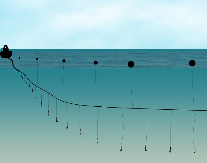 Longline-Fishing.webp long line fishing